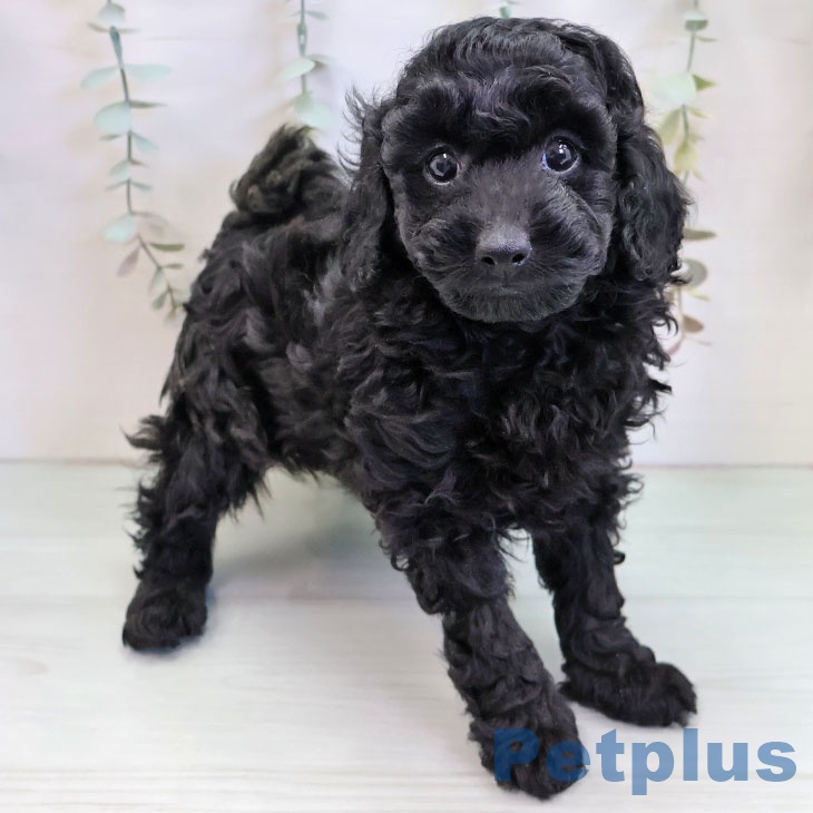 熊本県のトイプードル(トイ) (ペットプラス 熊本店/2025年11月20日生まれ/男の子/ブラック)の子犬の1枚目の画像