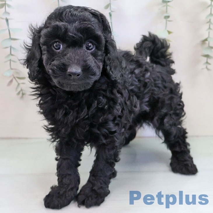 熊本県のトイプードル(トイ) (ペットプラス 熊本店/2025年11月20日生まれ/男の子/ブラック)の子犬の2枚目の画像