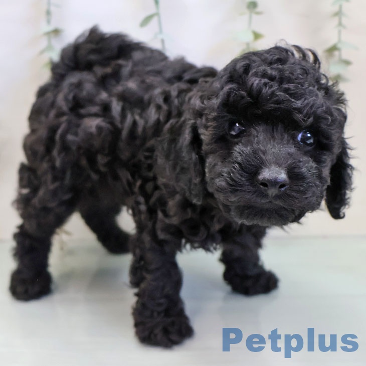 福岡県のトイプードル(トイ) (ペットプラス 香椎浜店/2025年11月20日生まれ/男の子/ブラック)の子犬の1枚目の画像