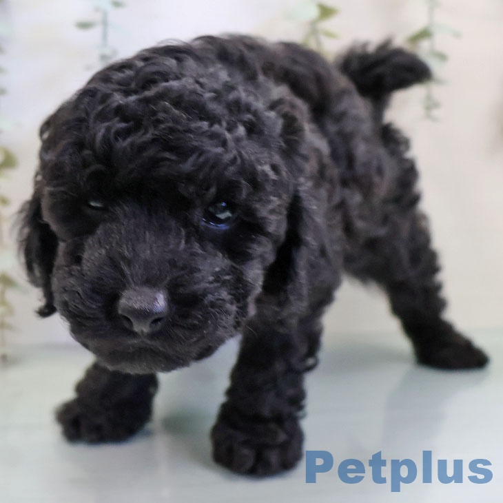 福岡県のトイプードル(トイ) (ペットプラス 香椎浜店/2025年11月20日生まれ/男の子/ブラック)の子犬の2枚目の画像