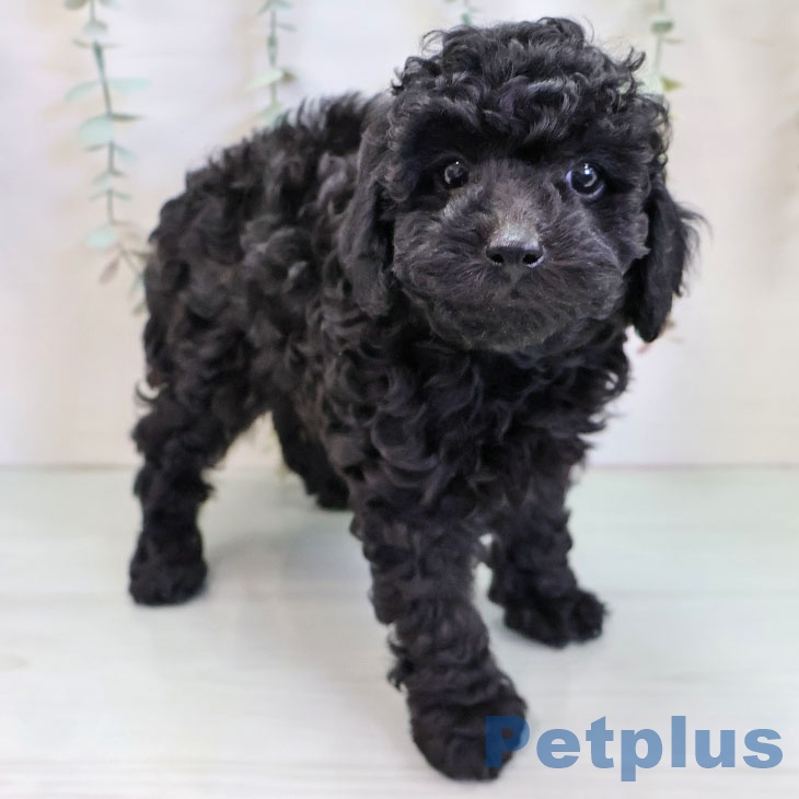 福岡県のトイプードル(トイ) (ペットプラス 八幡東店/2025年11月20日生まれ/女の子/ブラック)の子犬の1枚目の画像