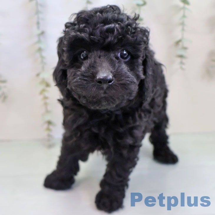福岡県のトイプードル(トイ) (ペットプラス 八幡東店/2025年11月20日生まれ/女の子/ブラック)の子犬の2枚目の画像