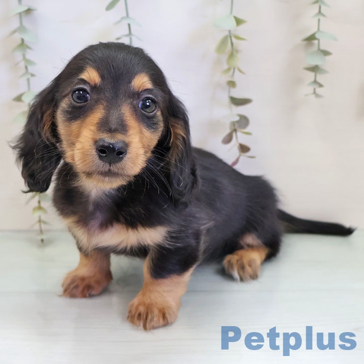 熊本県のミニチュアダックスフンド(ロング) (ペットプラス 熊本店/2025年11月20日生まれ/男の子/ブラックタン)の子犬の1枚目の画像