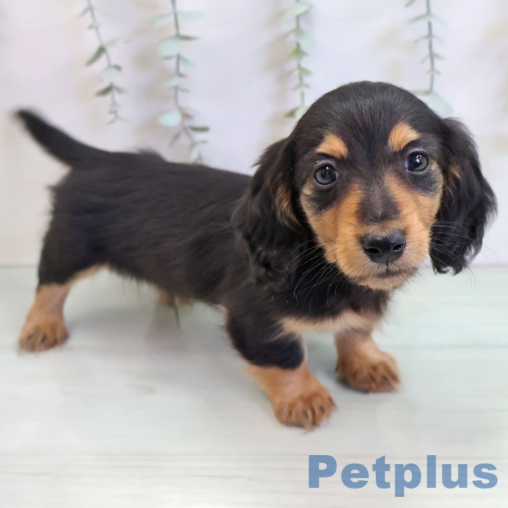 熊本県のミニチュアダックスフンド(ロング) (ペットプラス 熊本店/2025年11月20日生まれ/男の子/ブラックタン)の子犬の2枚目の画像