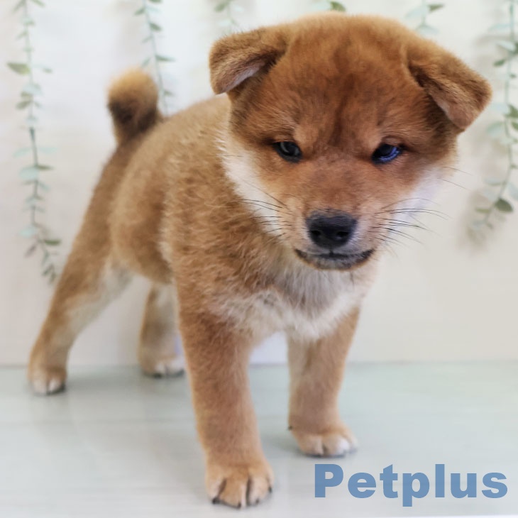 沖縄県の柴犬(標準サイズ) (ペットプラス 沖縄ライカム店/2025年11月15日生まれ/男の子/赤)の子犬の1枚目の画像