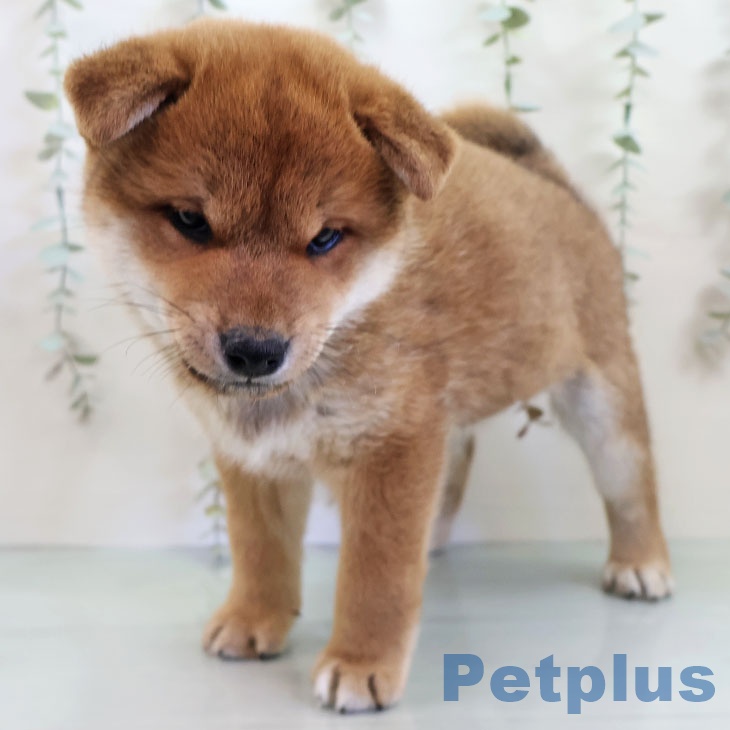 沖縄県の柴犬(標準サイズ) (ペットプラス 沖縄ライカム店/2025年11月15日生まれ/男の子/赤)の子犬の2枚目の画像