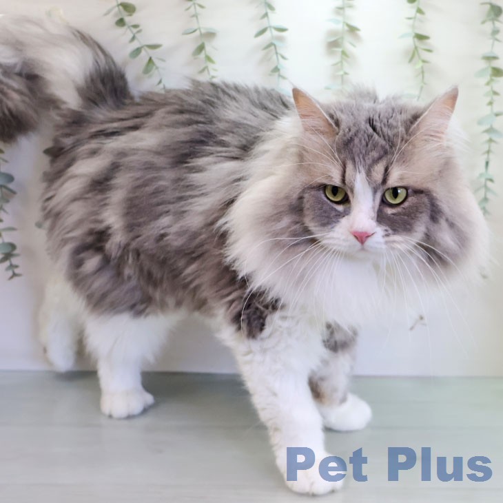 ラガマフィンの写真2