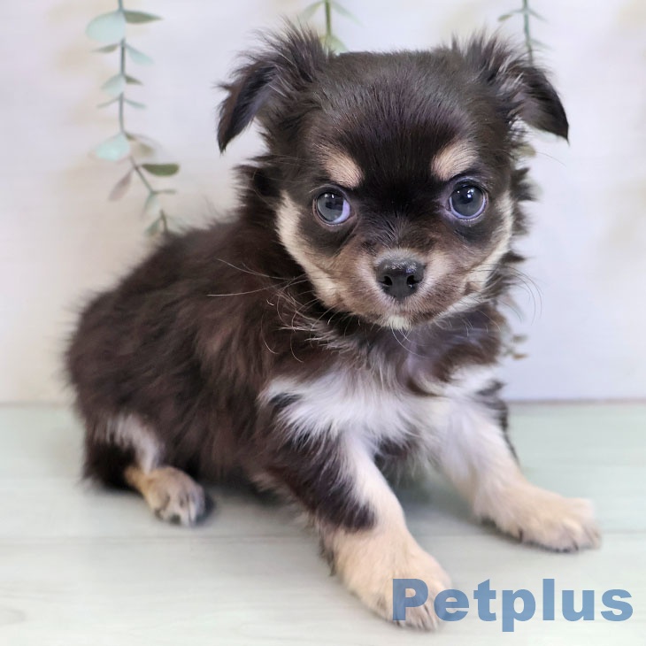 沖縄県のチワワ(ロング) (ペットプラス 南風原店/2025年11月20日生まれ/男の子/ブラックタンホワイト)の子犬の1枚目の画像