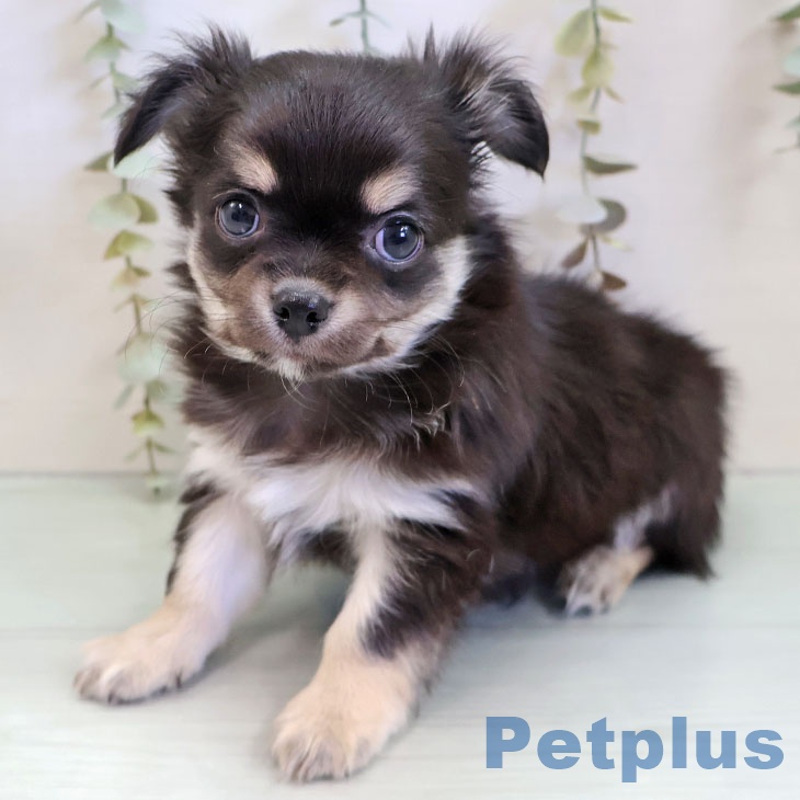 沖縄県のチワワ(ロング) (ペットプラス 南風原店/2025年11月20日生まれ/男の子/ブラックタンホワイト)の子犬の2枚目の画像