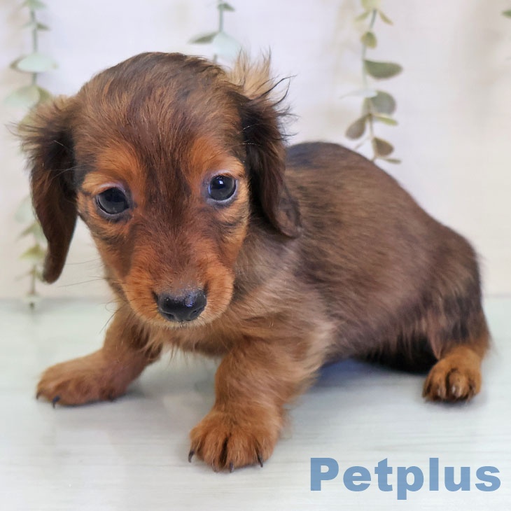 福岡県のカニンヘンダックスフンド(ロング) (ペットプラス 香椎浜店/2025年11月20日生まれ/男の子/レッド)の子犬の1枚目の画像