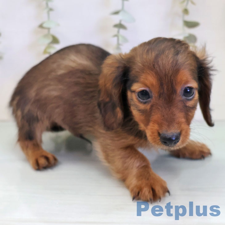 福岡県のカニンヘンダックスフンド(ロング) (ペットプラス 香椎浜店/2025年11月20日生まれ/男の子/レッド)の子犬の2枚目の画像