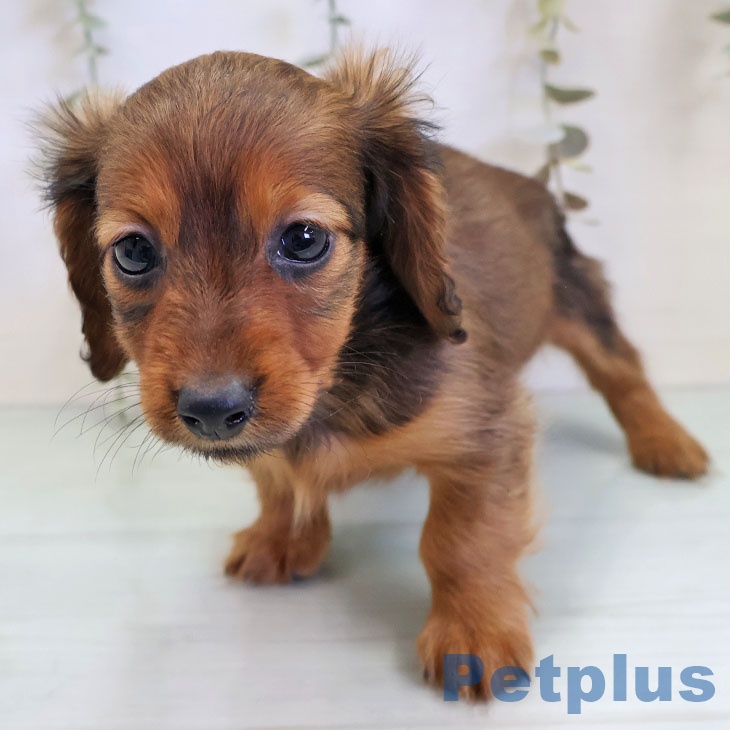 宮崎県のカニンヘンダックスフンド(ロング) (ペットプラス 宮崎店/2025年11月20日生まれ/女の子/レッド)の子犬の1枚目の画像