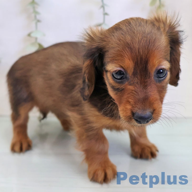 宮崎県のカニンヘンダックスフンド(ロング) (ペットプラス 宮崎店/2025年11月20日生まれ/女の子/レッド)の子犬の2枚目の画像