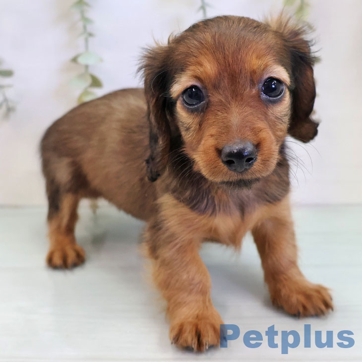 福岡県のカニンヘンダックスフンド(ロング) (ペットプラス 福岡店/2025年11月20日生まれ/女の子/レッド)の子犬の1枚目の画像