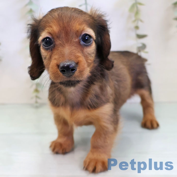 福岡県のカニンヘンダックスフンド(ロング) (ペットプラス 福岡店/2025年11月20日生まれ/女の子/レッド)の子犬の2枚目の画像