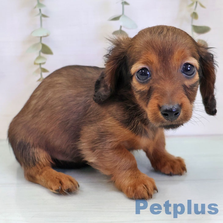 福岡県のカニンヘンダックスフンド(ロング) (ペットプラス ららぽーと福岡店/2025年11月20日生まれ/女の子/レッド)の子犬の1枚目の画像