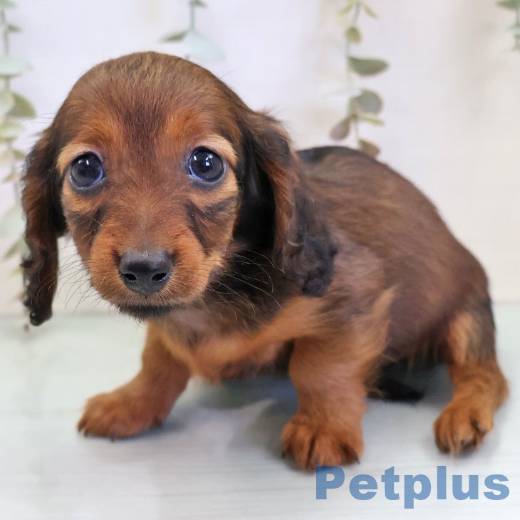 福岡県のカニンヘンダックスフンド(ロング) (ペットプラス ららぽーと福岡店/2025年11月20日生まれ/女の子/レッド)の子犬の2枚目の画像