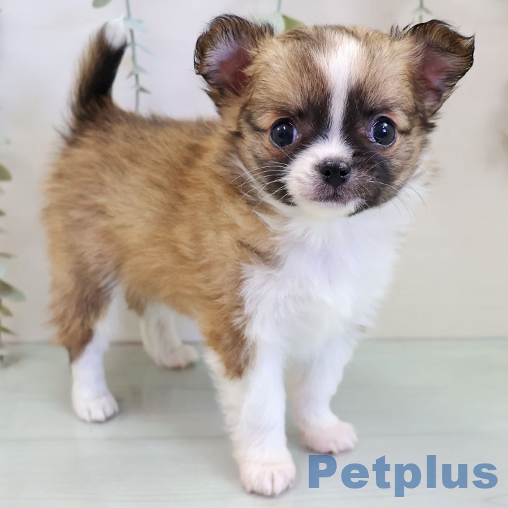熊本県のチワワ(ロング) (ペットプラス 熊本店/2025年11月21日生まれ/男の子/フォーンホワイト)の子犬の1枚目の画像