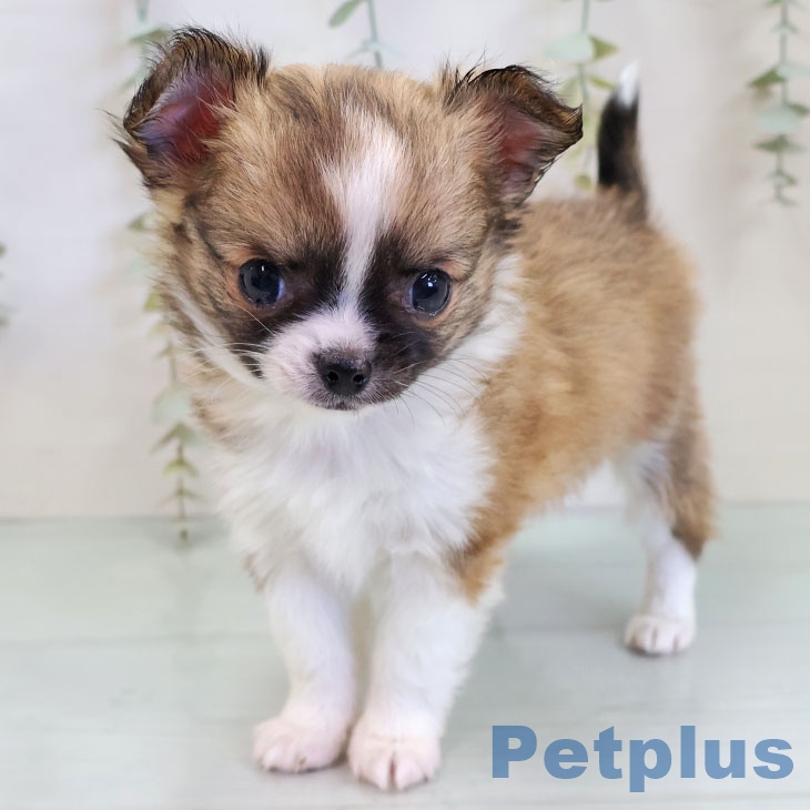 熊本県のチワワ(ロング) (ペットプラス 熊本店/2025年11月21日生まれ/男の子/フォーンホワイト)の子犬の2枚目の画像