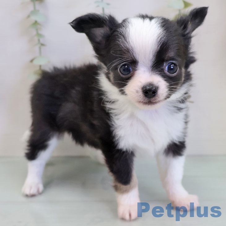 長崎県のチワワ(ロング) (ペットプラス 長崎店/2025年11月21日生まれ/男の子/ブラックタンホワイト)の子犬の1枚目の画像