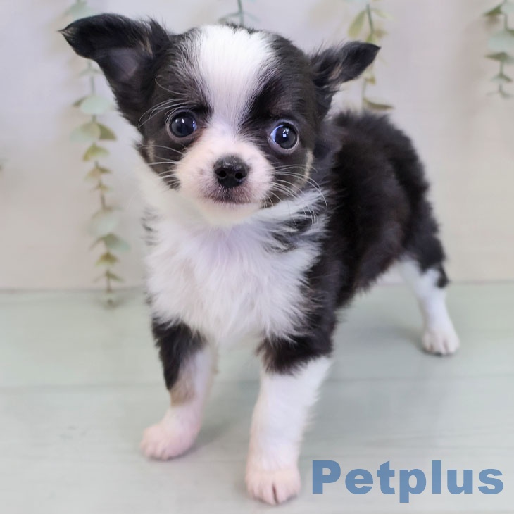 長崎県のチワワ(ロング) (ペットプラス 長崎店/2025年11月21日生まれ/男の子/ブラックタンホワイト)の子犬の2枚目の画像