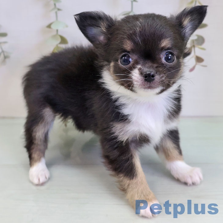 福岡県のチワワ(ロング) (ペットプラス 八幡東店/2025年11月21日生まれ/女の子/ブラックタンホワイト)の子犬の1枚目の画像