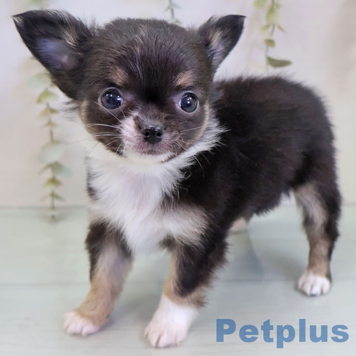 福岡県のチワワ(ロング) (ペットプラス 八幡東店/2025年11月21日生まれ/女の子/ブラックタンホワイト)の子犬の2枚目の画像