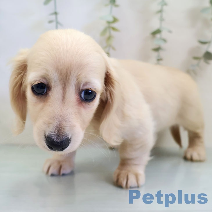 福岡県のミニチュアダックスフンド(ロング) (ペットプラス 八幡東店/2025年11月20日生まれ/女の子/イエロー)の子犬の1枚目の画像