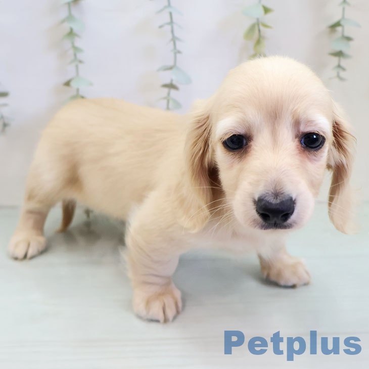 福岡県のミニチュアダックスフンド(ロング) (ペットプラス 八幡東店/2025年11月20日生まれ/女の子/イエロー)の子犬の2枚目の画像