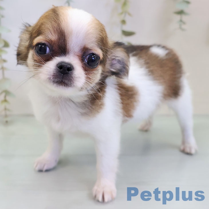 福岡県のチワワ(ロング) (ペットプラス ららぽーと福岡店/2025年11月14日生まれ/男の子/レッドホワイト)の子犬の1枚目の画像