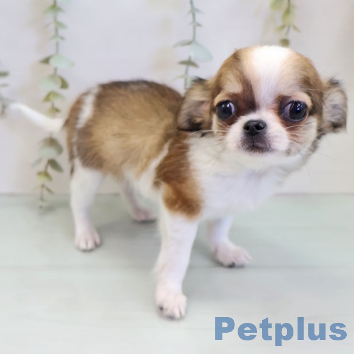 福岡県のチワワ(ロング) (ペットプラス ららぽーと福岡店/2025年11月14日生まれ/男の子/レッドホワイト)の子犬の2枚目の画像