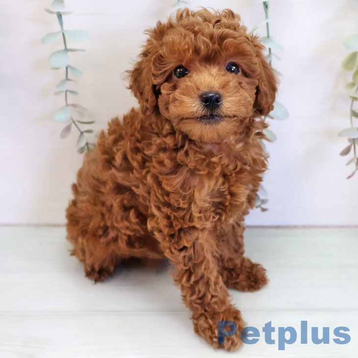 福岡県のトイプードル(トイ) (ペットプラス 八幡東店/2025年11月17日生まれ/男の子/レッド)の子犬の1枚目の画像