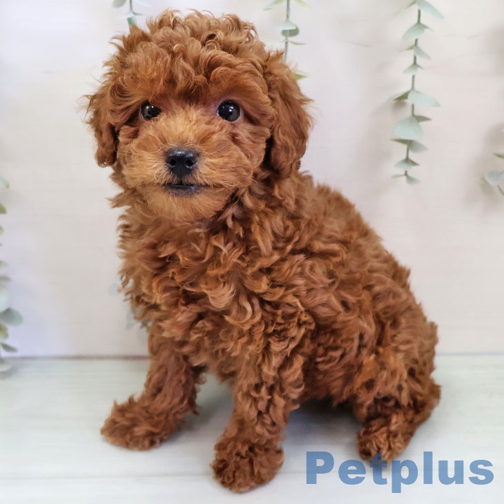 福岡県のトイプードル(トイ) (ペットプラス 八幡東店/2025年11月17日生まれ/男の子/レッド)の子犬の2枚目の画像