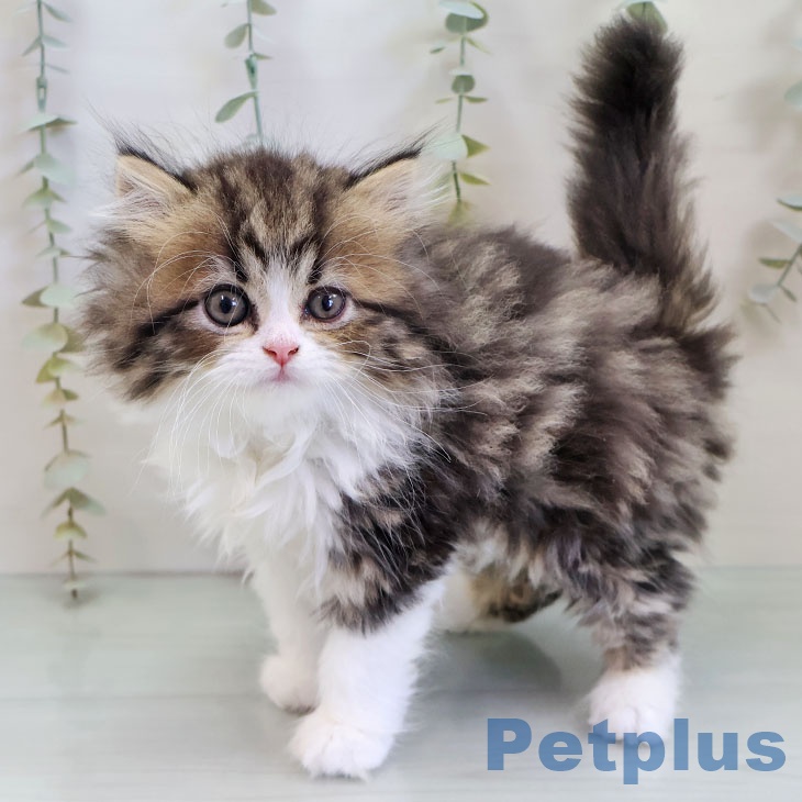 福岡県のペルシャ (ペットプラス 福岡店/2025年11月21日生まれ/男の子/ブラウンタビーホワイト)の子猫の1枚目の画像