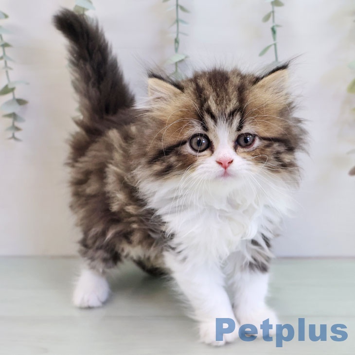 福岡県のペルシャ (ペットプラス 福岡店/2025年11月21日生まれ/男の子/ブラウンタビーホワイト)の子猫の2枚目の画像