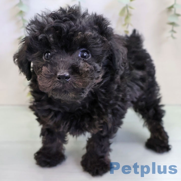 福岡県のトイプードル(トイ) (ペットプラス 八幡東店/2025年11月21日生まれ/男の子/ブリンドル)の子犬の1枚目の画像