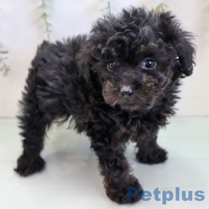 福岡県のトイプードル(トイ) (ペットプラス 八幡東店/2025年11月21日生まれ/男の子/ブリンドル)の子犬の2枚目の画像