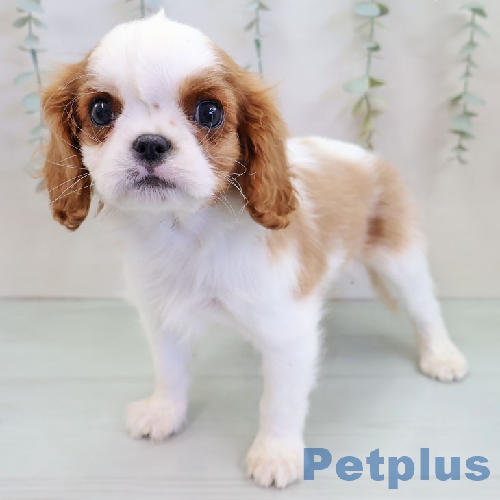 福岡県のキャバリアキングチャールズスパニエル (ペットプラス 八幡東店/2025年11月20日生まれ/男の子/ブレンハイム)の子犬の1枚目の画像
