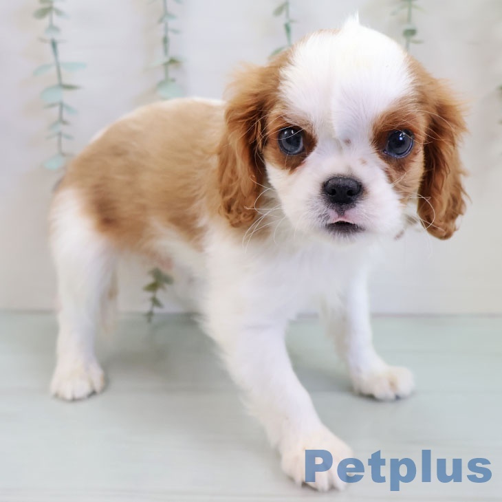 福岡県のキャバリアキングチャールズスパニエル (ペットプラス 八幡東店/2025年11月20日生まれ/男の子/ブレンハイム)の子犬の2枚目の画像