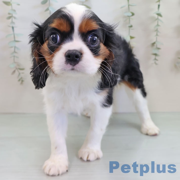 福岡県のキャバリアキングチャールズスパニエル (ペットプラス ららぽーと福岡店/2025年11月20日生まれ/女の子/トライカラー)の子犬の2枚目の画像