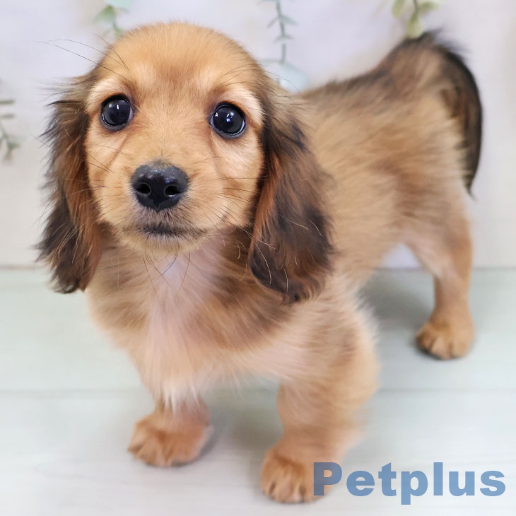 沖縄県のミニチュアダックスフンド(ロング) (ペットプラス 沖縄ライカム店/2025年11月18日生まれ/女の子/シェーデットレッド)の子犬の1枚目の画像