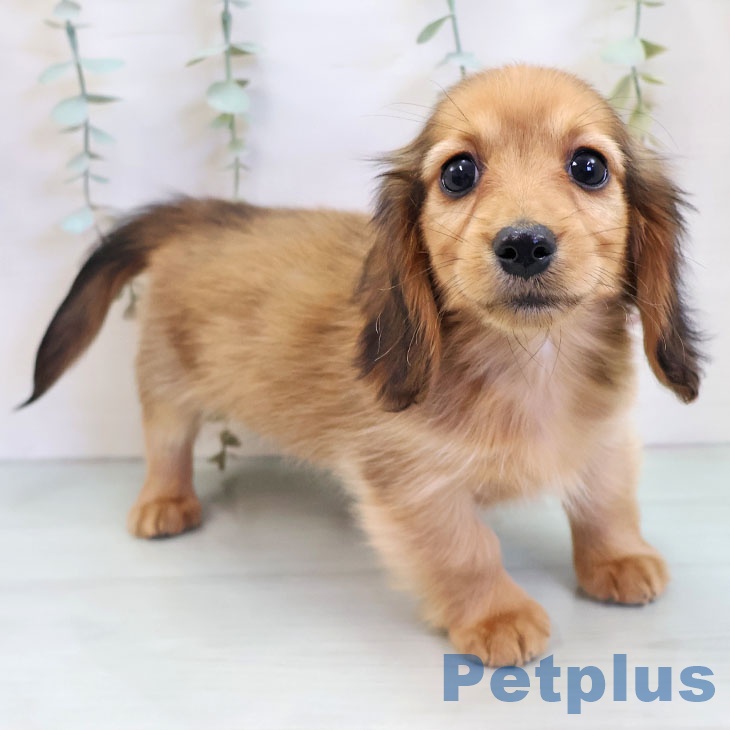 沖縄県のミニチュアダックスフンド(ロング) (ペットプラス 沖縄ライカム店/2025年11月18日生まれ/女の子/シェーデットレッド)の子犬の2枚目の画像