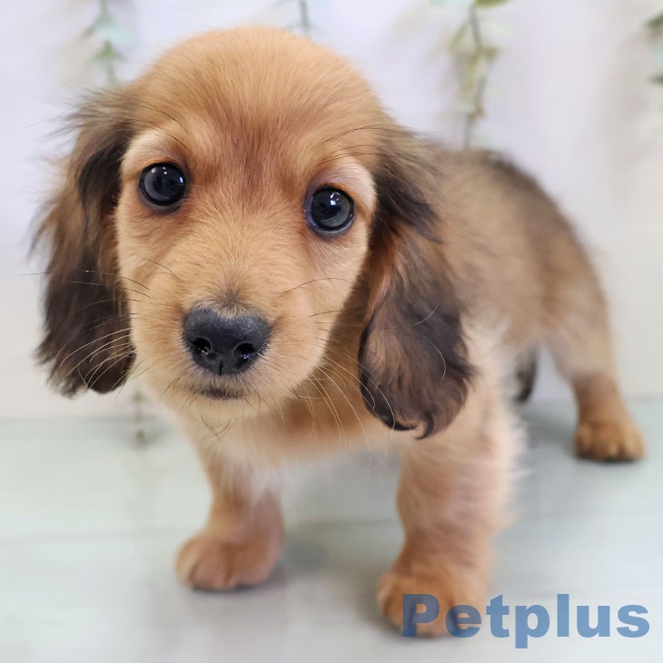 福岡県のミニチュアダックスフンド(ロング) (ペットプラス 福岡店/2025年11月18日生まれ/女の子/シェーデットレッド)の子犬の1枚目の画像