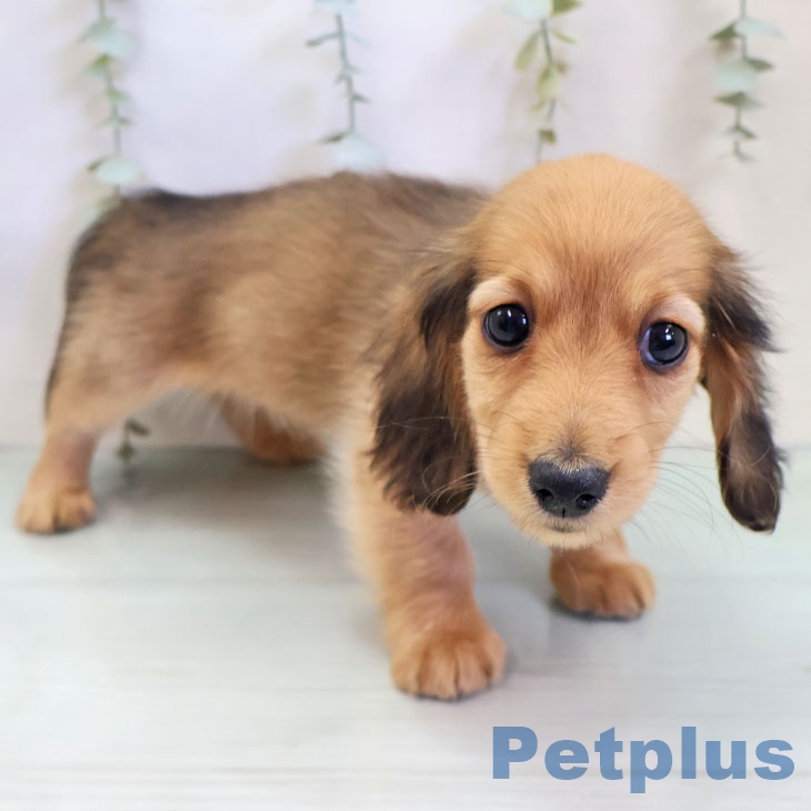 福岡県のミニチュアダックスフンド(ロング) (ペットプラス 福岡店/2025年11月18日生まれ/女の子/シェーデットレッド)の子犬の2枚目の画像