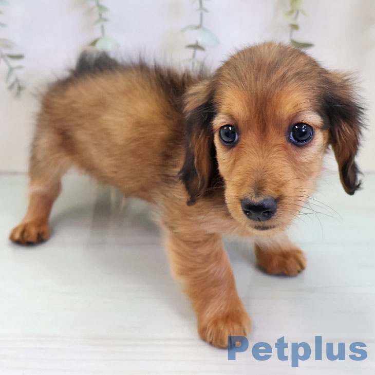 福岡県のミニチュアダックスフンド(ロング) (ペットプラス 八幡東店/2025年11月18日生まれ/女の子/シェーデットレッド)の子犬の2枚目の画像