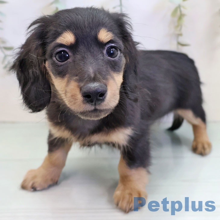 福岡県のミニチュアダックスフンド(ロング) (ペットプラス ららぽーと福岡店/2025年11月22日生まれ/男の子/ブラックタン)の子犬の1枚目の画像