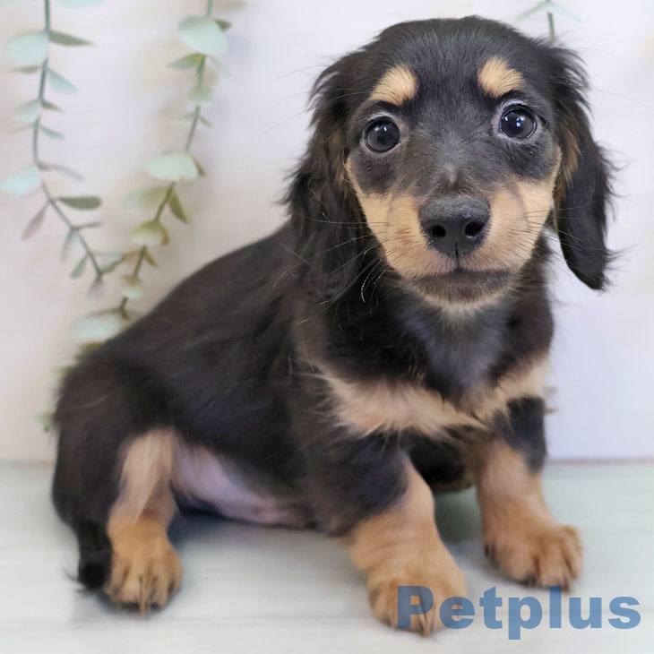 福岡県のミニチュアダックスフンド(ロング) (ペットプラス ららぽーと福岡店/2025年11月22日生まれ/男の子/ブラックタン)の子犬の2枚目の画像