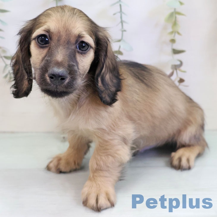 福岡県のミニチュアダックスフンド(ロング) (ペットプラス 春日店/2025年11月22日生まれ/男の子/シェーデットイエロー)の子犬の1枚目の画像