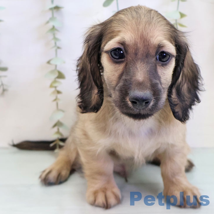 福岡県のミニチュアダックスフンド(ロング) (ペットプラス 春日店/2025年11月22日生まれ/男の子/シェーデットイエロー)の子犬の2枚目の画像