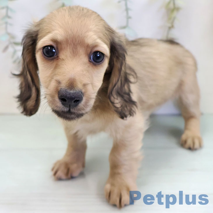 長崎県のミニチュアダックスフンド(ロング) (ペットプラス 長崎店/2025年11月22日生まれ/男の子/シェーデットイエロー)の子犬の1枚目の画像